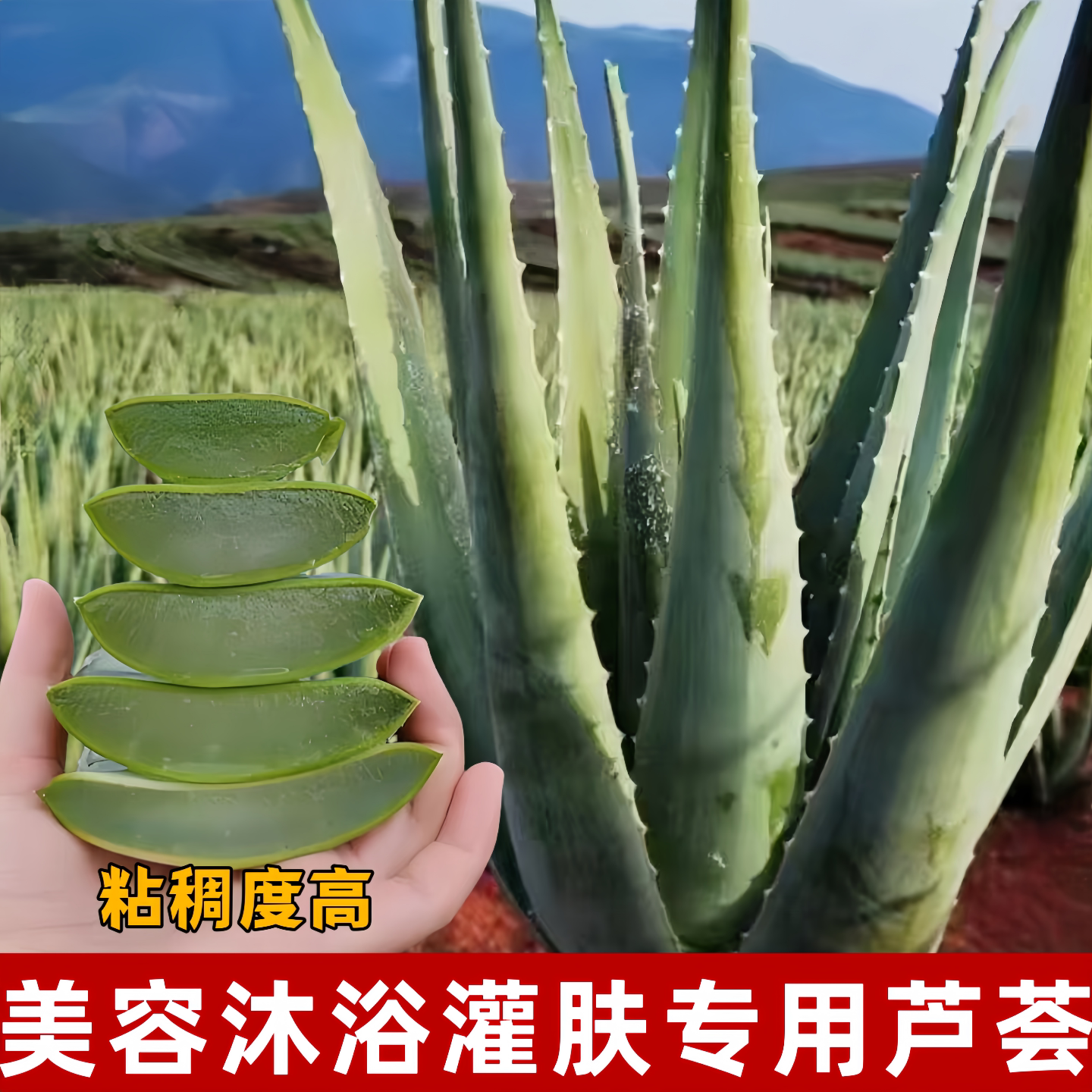 可食用灌肤美容院专用库拉索芦荟图片