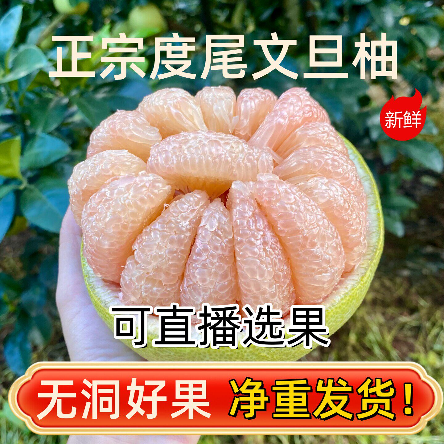 2025新鲜文旦柚水果福建