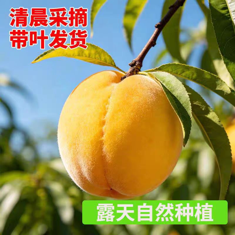 正宗锦绣黄桃纯甜新鲜水