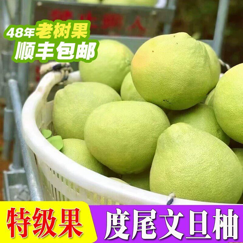 度尾文旦柚正宗红心柚老