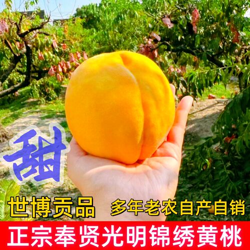 正宗上海奉贤光明锦绣黄