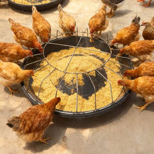 家用喂鸡食槽料槽防撒养设备鸭鹅喂鸡神器饲料桶自动喂食鸡饲料盆