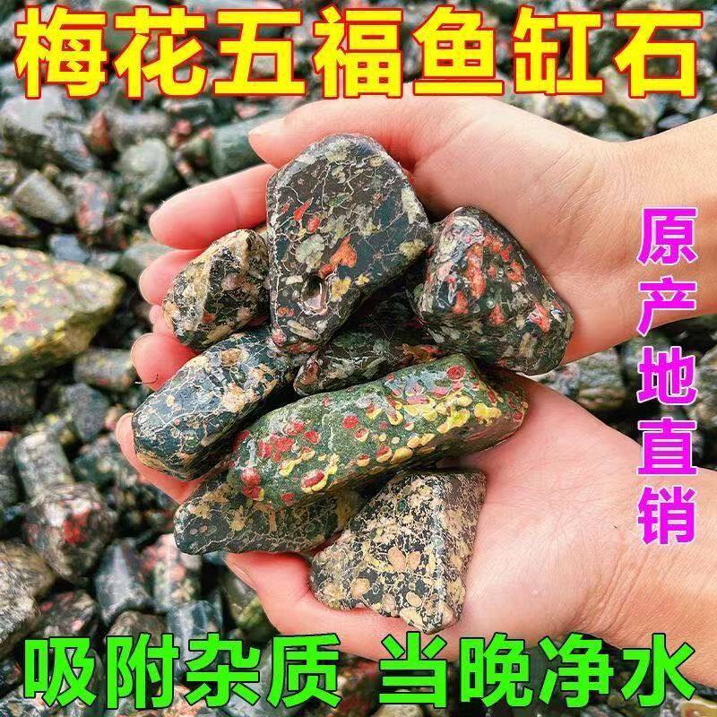 梅花玉鱼缸硝化细菌梅花石去除腥味水质净化打造空气缸培菌滤材