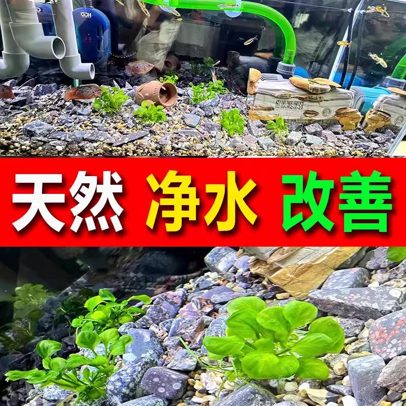 鱼缸净化水质过滤底部砂石安山梅花玉石天然溪流铺底底砂鱼缸石