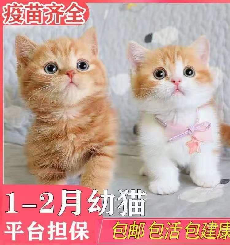 橘猫幼崽中华田园猫狸花猫幼猫黑白奶牛猫纯黑纯白三花可爱捕鼠猫