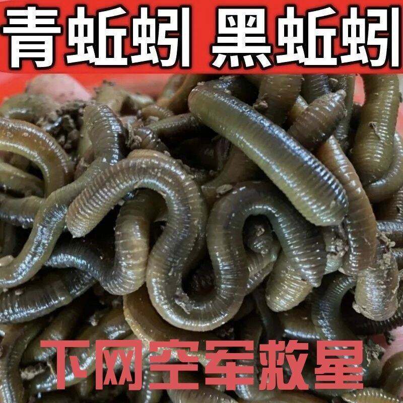 人工现挖蚯蚓钓鱼活饵便宜活体大野生青蚯蚓鲜活黑蚯蚓钓黄鳝蚯蚓
