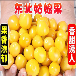 东北黄菇娘果新鲜灯笼果农家小园自种姑娘果香甜皮薄肉厚的菇娘果
