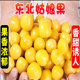 东北黄菇娘果新鲜灯笼果农家小园自种姑娘果香甜皮薄肉厚 菇娘果