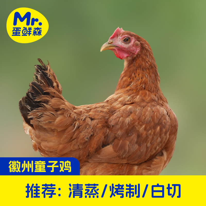 蛋鲜森徽州金奖童子鸡净膛现杀