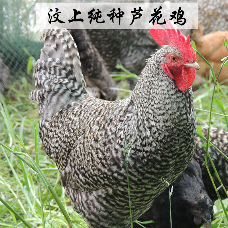 正宗汶上纯种芦花鸡受精蛋天然可孵化受精卵土鸡种蛋新鲜散养24枚
