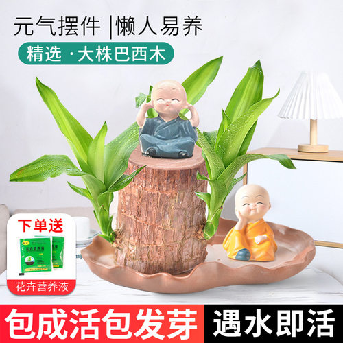 巴西木幸运木开花水培植物室内水养绿植盆栽格鲁特小树人四季好养