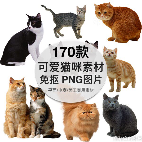 可爱萌宠动物猫猫咪免抠图片png透明背景后期美化ps设计素材图片