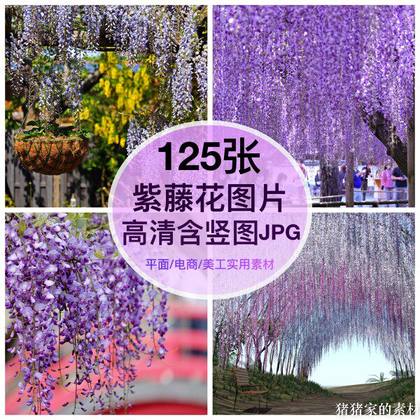 高清图库 紫藤花图片素材多花朵自媒体抖音ps设计手机画摄影壁纸图片
