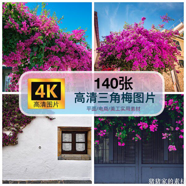 高清4k图库三角梅图片素材花花卉自媒体抖音图文手机摄影壁纸素材