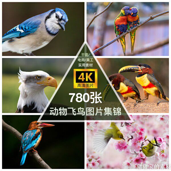 高清4k图库动物鸟类图片素材鹦鹉火烈鸟自媒体电脑ps设计摄影壁纸