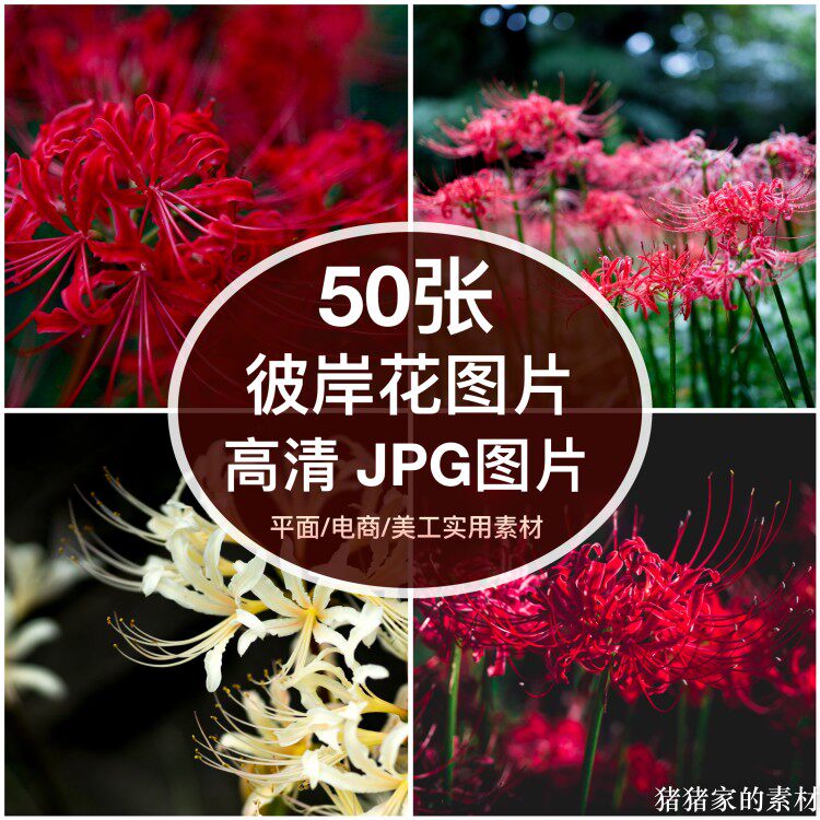 高清图库 彼岸花图片素材多花朵曼殊沙华装饰绘画芯抖音摄影壁纸
