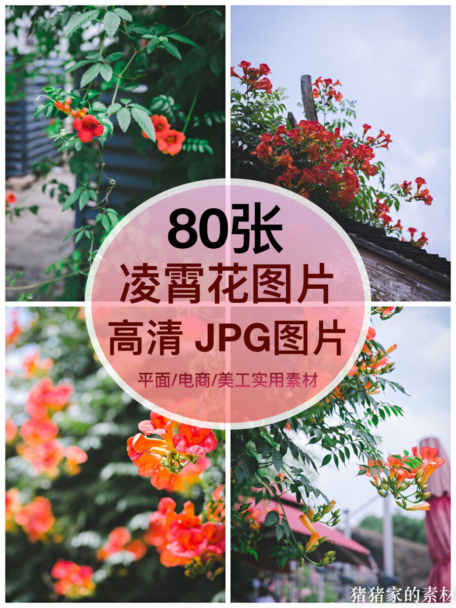 高清图库 凌霄花图片素材花卉花朵爬藤抖音图文手机绘画摄影壁纸图片