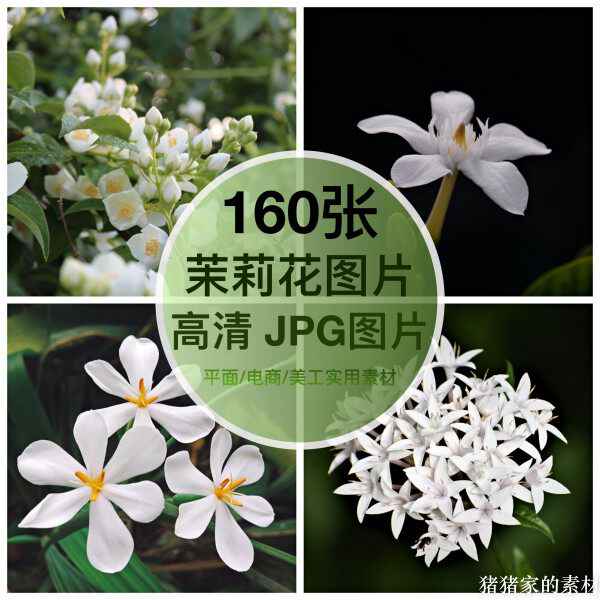 高清含竖图 茉莉花图片素材治愈花卉花朵自媒体抖音图文手机摄影图片