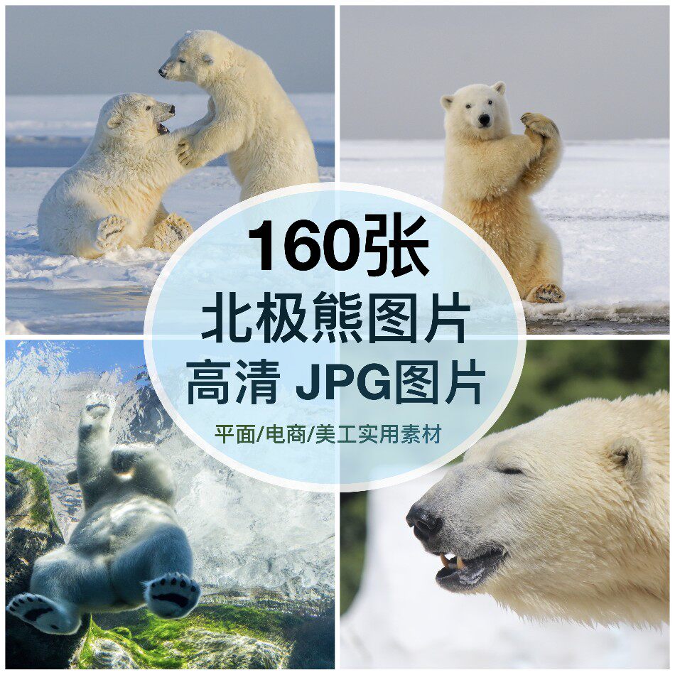 高清图库 北极熊图片素材装饰绘画芯喷绘海报打印摄影壁纸背景