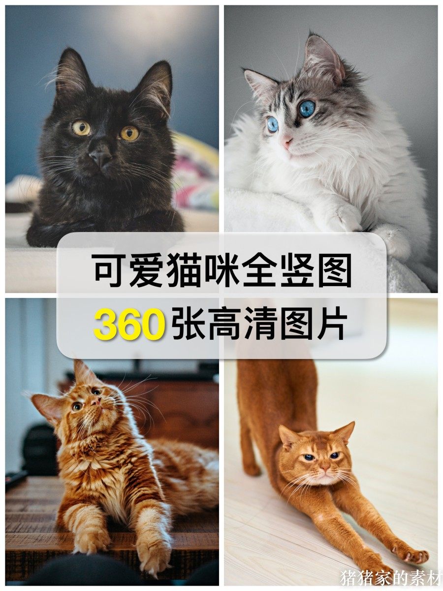 高清全竖图可爱萌宠物猫咪趣味喵星人图片素材自媒体抖音图文壁纸图片