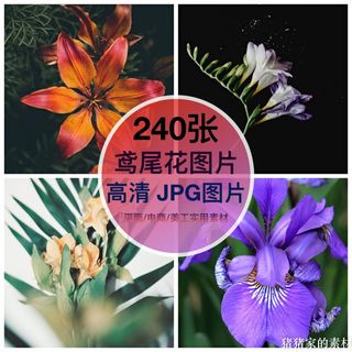 高清图库 鸢尾花图片鲜花卉花朵植物自媒体抖音图文摄影壁纸素材