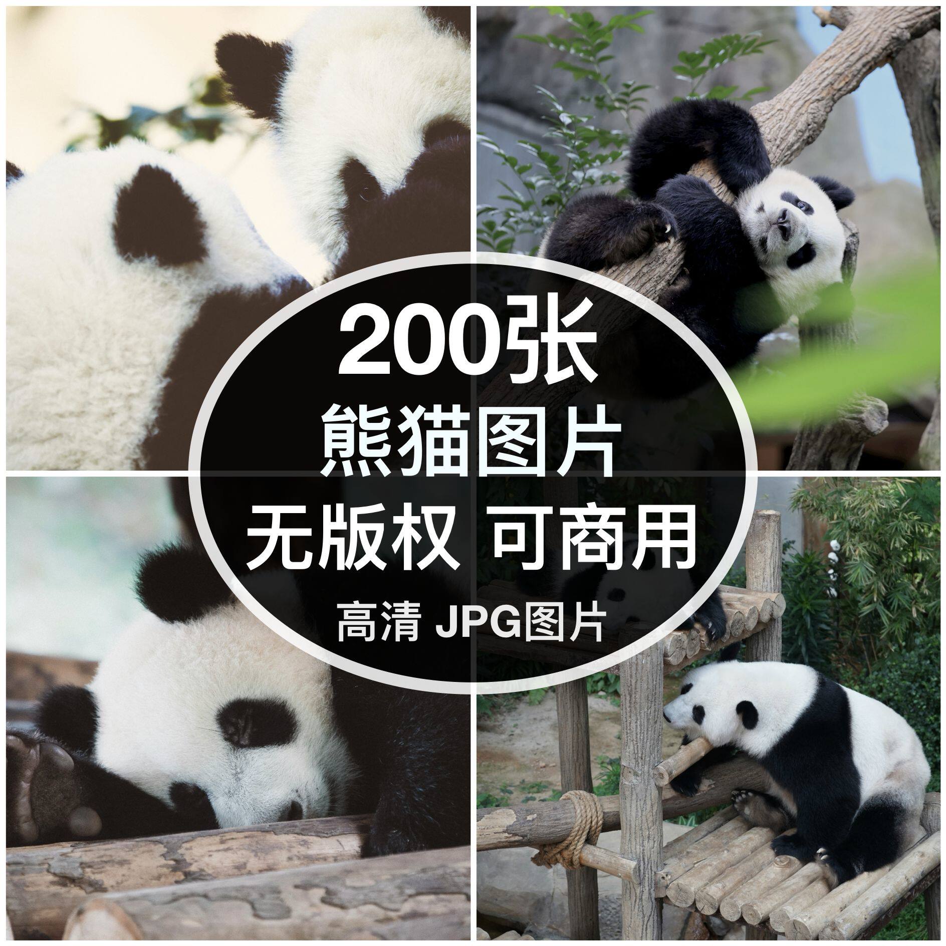 可商用︳高清熊猫图片素材自媒体配图绘画打印背景无版权图片