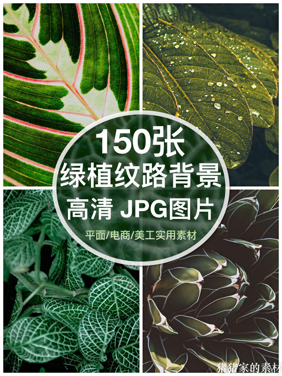 高清图库热带植物绿植叶子纹理纹路质感图片森系摄影背景底图素材