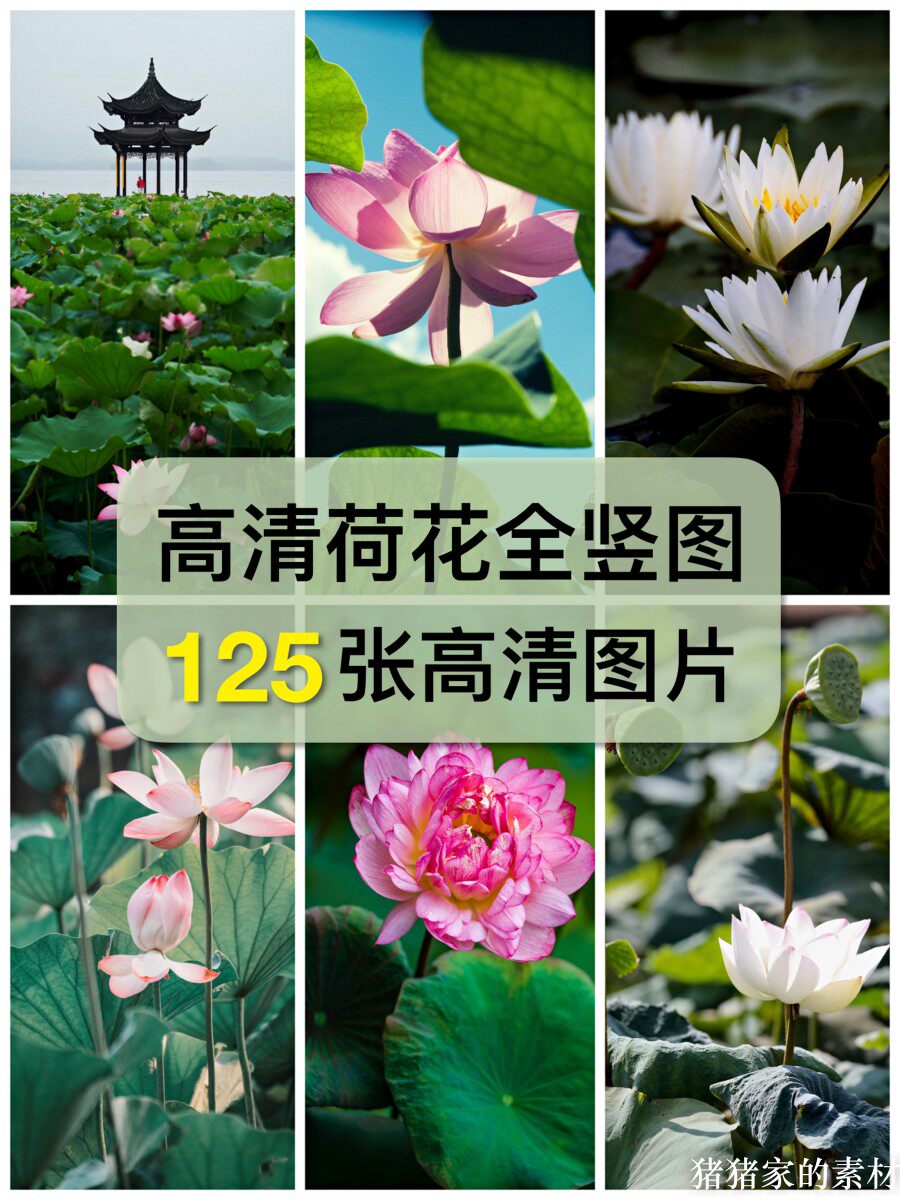 高清全竖图 荷花图片素材荷叶睡莲花朵抖音图文手机摄影绘画壁纸