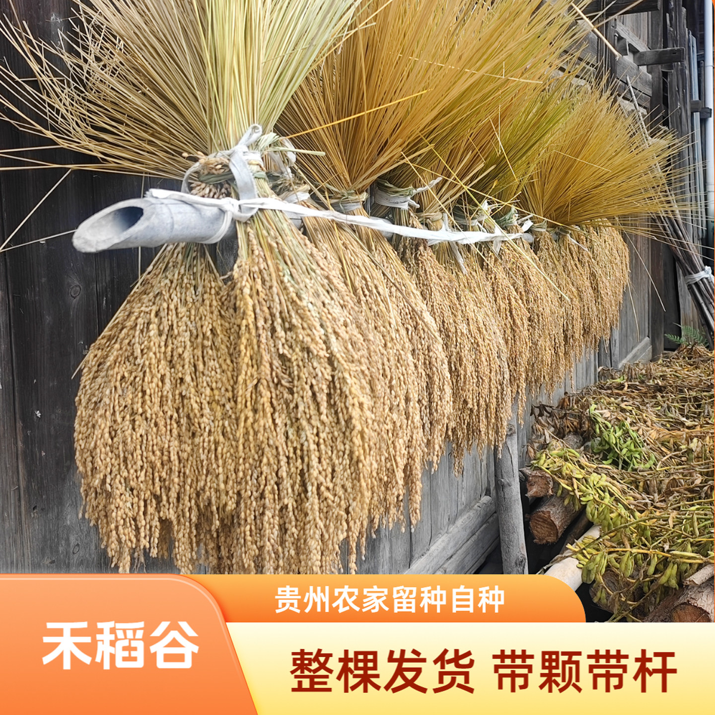 贵州香禾糯米稻穗稻谷农家自种装饰稻草农家真稻谷农家乐装饰道具