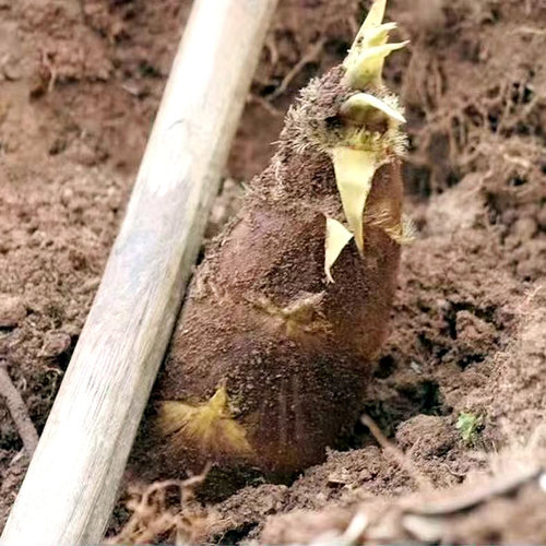 贵州毛竹笋新鲜黄泥拱大笋