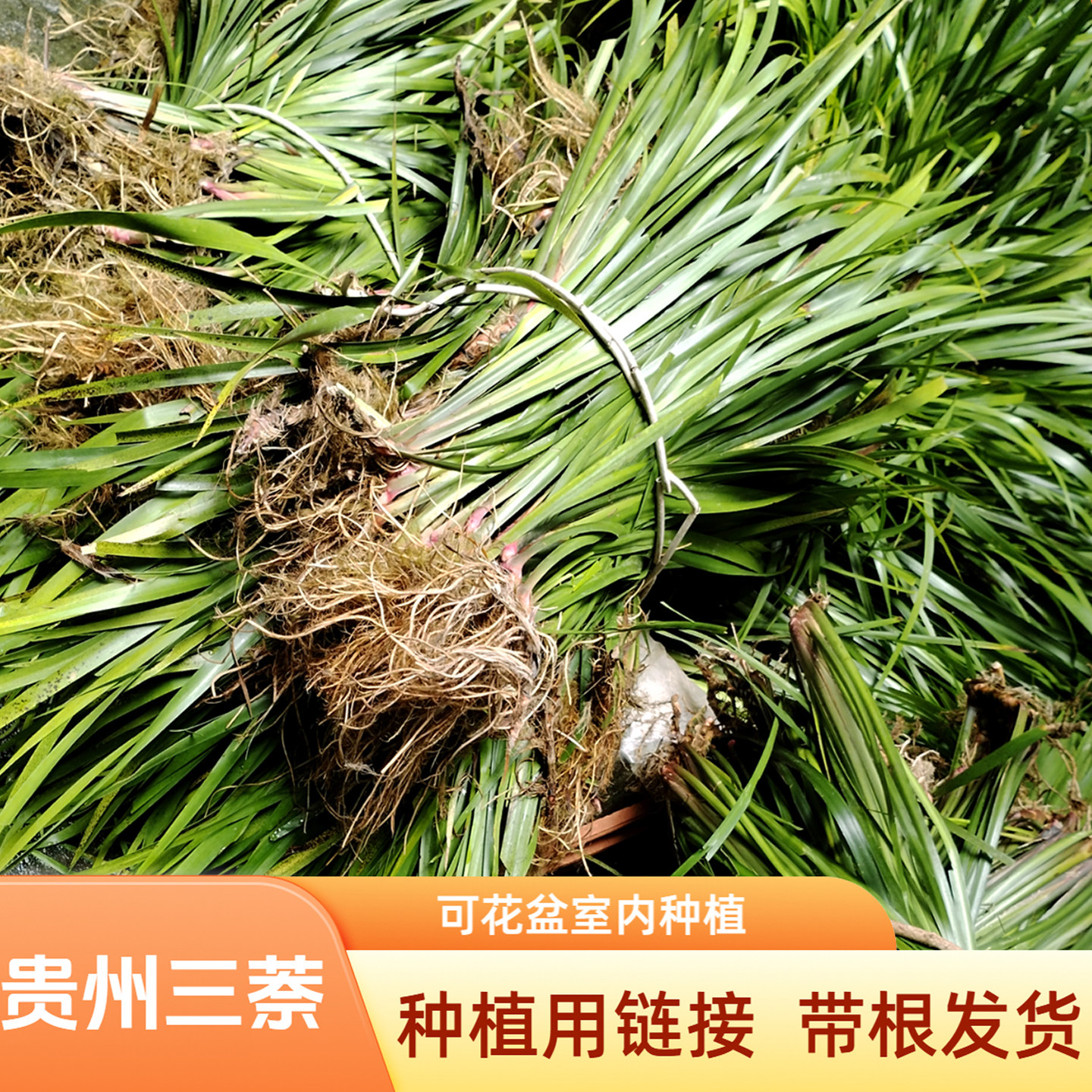 贵州三奈山萘苗五香草新鲜带根种植食用香料牛肉粉熬汤随手香盆景