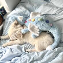 英国JELLYCAT天空龙蓝龙粉龙雪龙绿龙紫龙恐龙男女孩安抚毛绒玩具