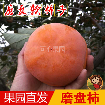蓟县盘山磨盘大柿子软甜特大柿子