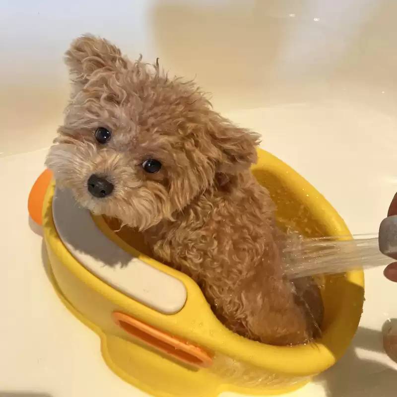 狗狗洗澡盆浴缸小型犬泰迪比熊柯基猫咪专用浴盆洗澡工具宠物用品
