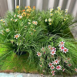 仿真蒲苇草仿真绿植客厅橱窗摆设假草堆芦苇灌木摄影道具家居造景