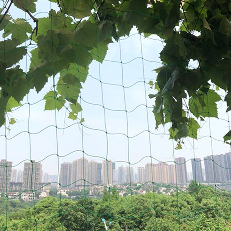 园艺植物爬藤网搭架网蔬菜瓜果百香果藤蔓花卉攀爬网菜园种植网|ruв категории доставка цветов/цветок моделирования/растения садоводства, садовых принадлежностей, других садовых принадлежностей - от Buy2taobao.com для оказания профессиональной услуги покупки агента Taobao