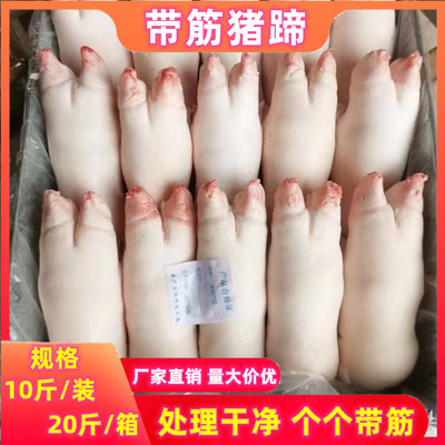 新鲜猪手猪蹄包邮猪前蹄商用