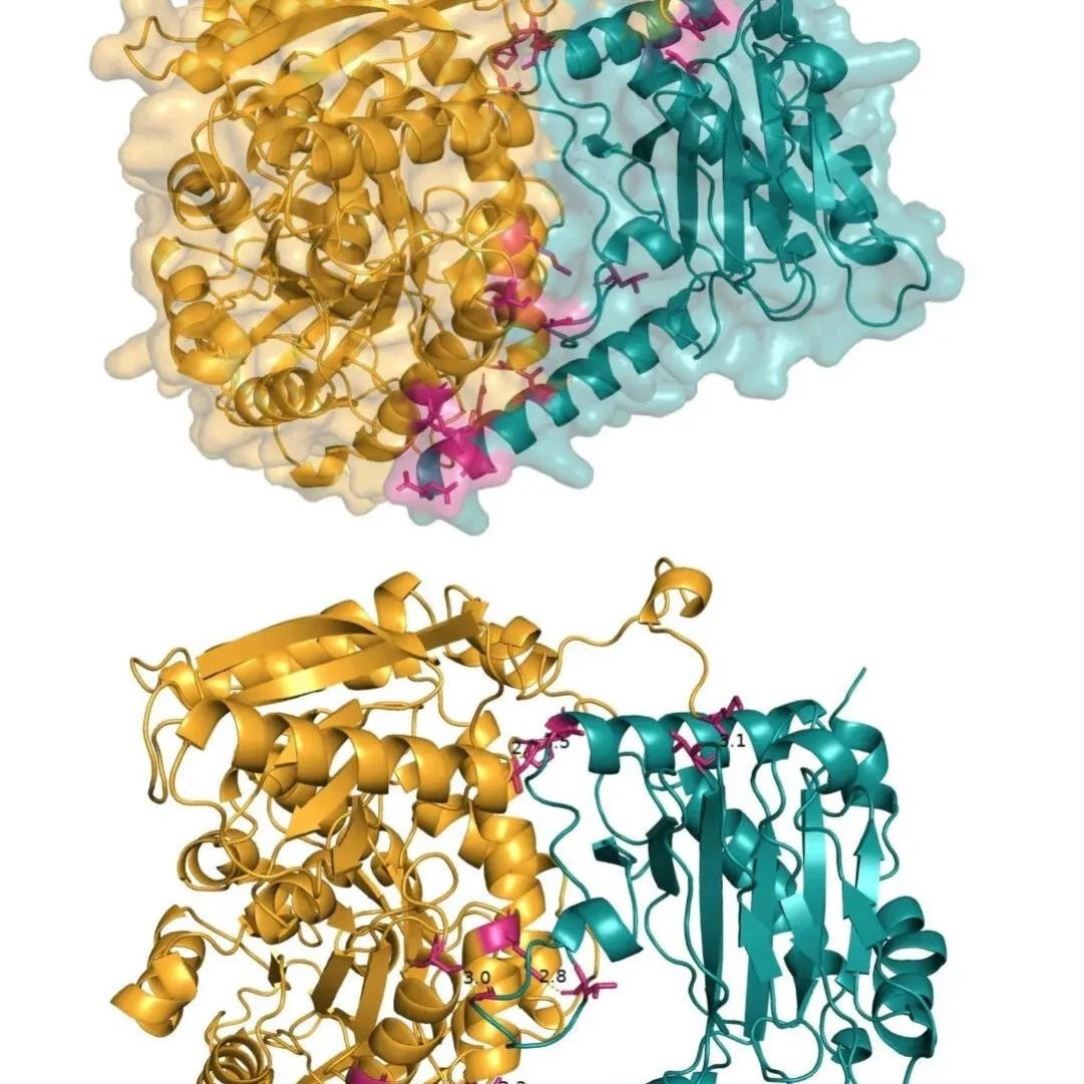 分子对接互作分析富集分析动力学模拟电解液药物蛋白质预实验设计