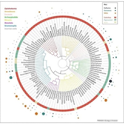 进化树/基因家族分析/作树/系统发育树/发生树/phylogenetic tree
