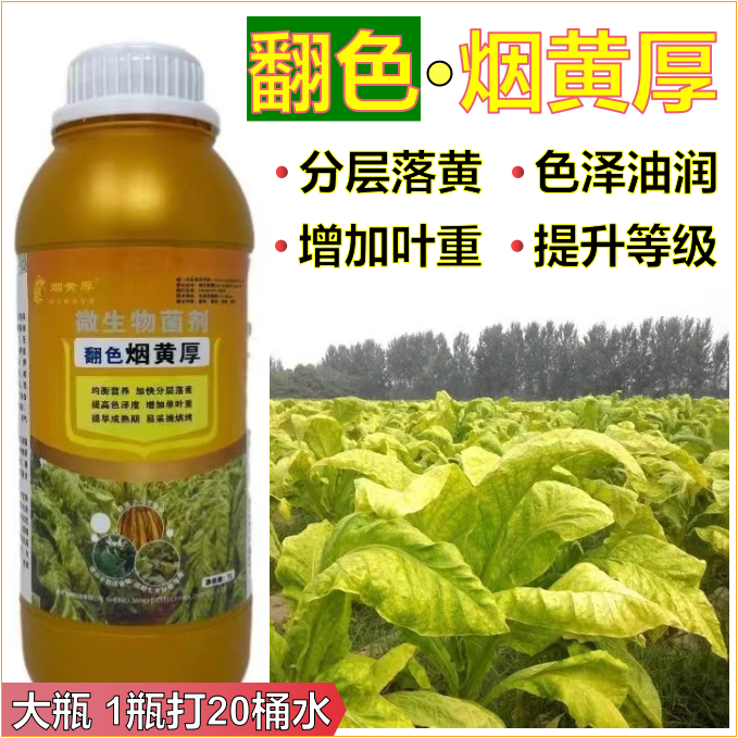 烤烟加速落黄青烟憨烟黑暴烟分层落黄自然落黄叶片油润保色少挂灰