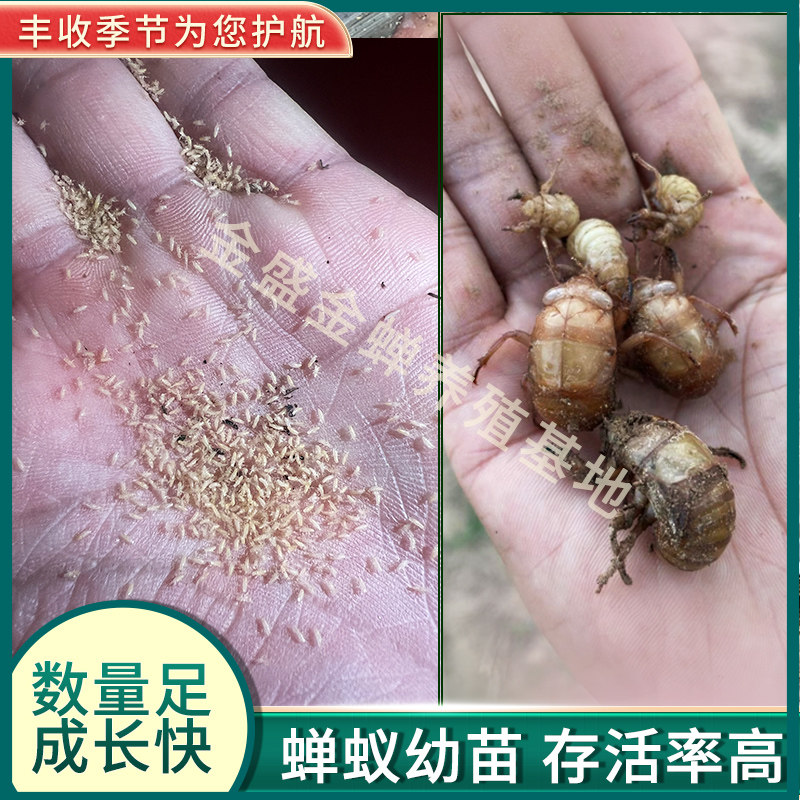 厂家基地直接发货知了猴幼苗金蝉幼苗金蝉卵枝产卵蝉苗活体金蝉苗