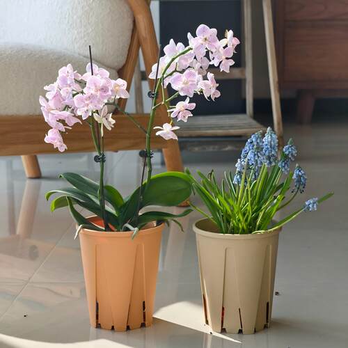 塑料圆控根育苗假多肉角堇蝴蝶兰