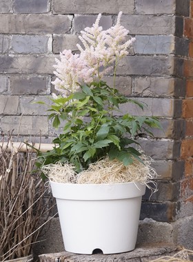 3件7折加厚朱顶红郁金香洋水仙花毛茛矮牵牛角堇风信子矮胖大花盆