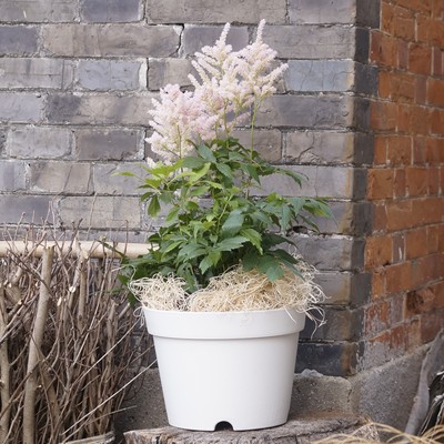 3件7折加厚朱顶红郁金香洋水仙花毛茛矮牵牛角堇风信子矮胖大花盆