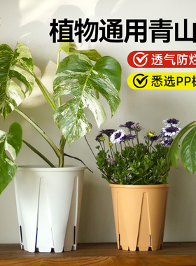 蝴蝶兰秋海棠角堇活性青山控根热植龟背竹铁线莲月季盆透气防烂根