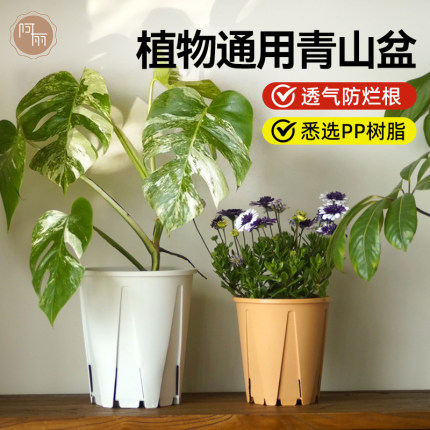 蝴蝶兰秋海棠角堇活性青山控根热植龟背竹铁线莲月季盆透气防烂根