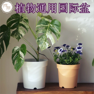 龟背竹彩叶芋秋海棠透气透水铁线莲月季绣球盆球根盆塑料树脂花盆