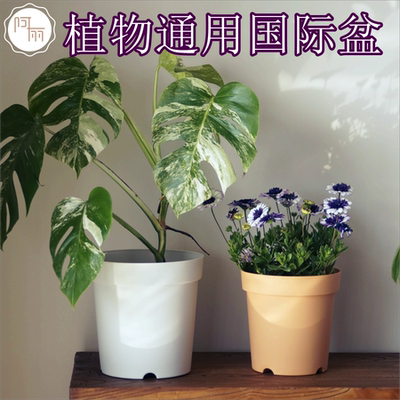 底部抬高透气高盆霍伦加厚