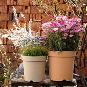 3件7折加厚透气透水热植龟背竹铁线莲月季 绣球盆朱顶红球根花盆