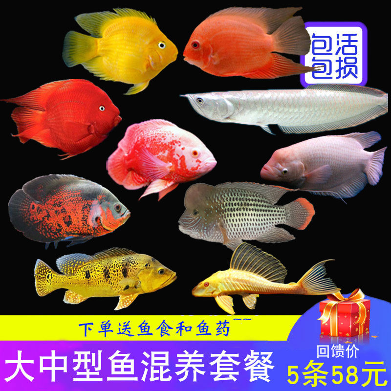 中型观赏鱼价格 中型观赏鱼图片 星期三